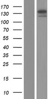 ls009254 cacna2d2 human over expression lysates nm 001174051 wb testing 1