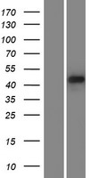 PDLIM7 Human Over-expression Lysates NM_203352