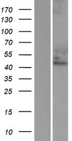 Cytohesin 3 (CYTH3) Human Over-expression Lysates NM_004227