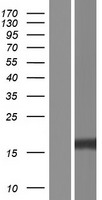 ITGB1BP1 Human Over-expression Lysates NM_022334