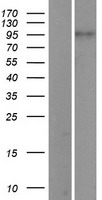 PIWIL1 Human Over-expression Lysates NM_004764