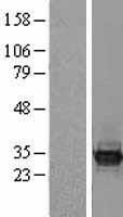 BCL7C Human Over-expression Lysates NM_004765