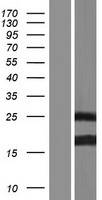 ls009275 bcl7b human over expression lysates nm 001197244 wb testing 1
