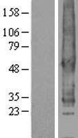 ls009294 s1pr2 human over expression lysates nm 004230 wb testing 1