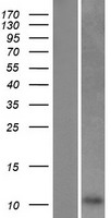 P311 (NREP) Human Over-expression Lysates NM_004772
