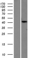 ls009317 pter human over expression lysates nm 030664 wb testing 2