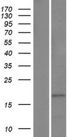 HMGN3 Human Over-expression Lysates NM_138730