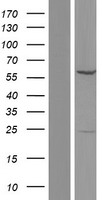 GTF3C5 Human Over-expression Lysates NM_001122823