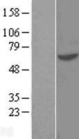 GTF3C5 Human Over-expression Lysates NM_012087