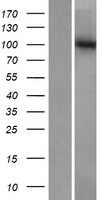 GTF3C3 Human Over-expression Lysates NM_012086