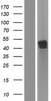 B4GALT5 Human Over-expression Lysates NM_004776