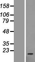ls009349 rpl23 human over expression lysates nm 000978 wb testing 1