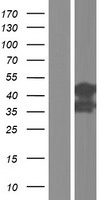 ls009351 slc9a3r2 human over expression lysates nm 001130012 wb testing 1