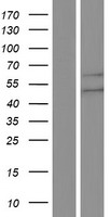 NRXN3 Human Over-expression Lysates NM_001105250