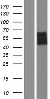 NRXN3 Human Over-expression Lysates NM_138970