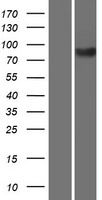 KIF3B Human Over-expression Lysates NM_004798