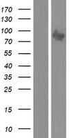 PLAA Human Over-expression Lysates NM_001031689