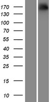ls009378 neurexin 1 nrxn1 human over expression lysates nm 001135659 wb testing 1