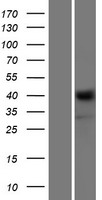 ls009378 neurexin 1 nrxn1 human over expression lysates nm 138735 wb testing 2
