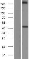 Neurexin II alpha (NRXN2) Human Over-expression Lysates NM_015080