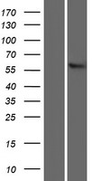 ls009390 slc22a13 human over expression lysates nm 004256 wb testing 1