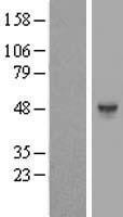 HS6ST1 Human Over-expression Lysates NM_004807