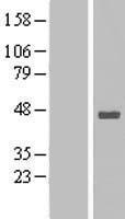 STOML1 Human Over-expression Lysates NM_004809
