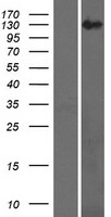 RECQ4 (RECQL4) Human Over-expression Lysates NM_004260
