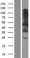 ls009404 leupaxin lpxn human over expression lysates nm 001143995 wb testing 1