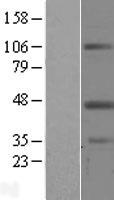 ls009404 leupaxin lpxn human over expression lysates nm 004811 wb testing 2