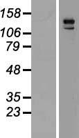 ls009411 rho gtpase activating protein 29 arhgap29 human over expression lysates nm 004815 wb testing 1
