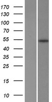 FADS2 Human Over-expression Lysates NM_004265