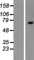 ZNF264 Human Over-expression Lysates NM_003417