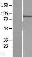 ls009427 ecel1 human over expression lysates nm 004826 wb testing 1