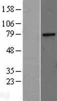 ls009440 trap80 med17 human over expression lysates nm 004268 wb testing 1