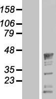 ls009444 qk1 qki human over expression lysates nm 006775 wb testing 1