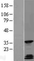 ls009444 qk1 qki human over expression lysates nm 206853 wb testing 2