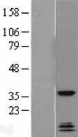 ls009444 qk1 qki human over expression lysates nm 206855 wb testing 4