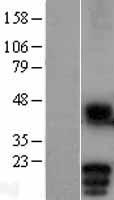 ls009450 md1 ly86 human over expression lysates nm 004271 wb testing 1