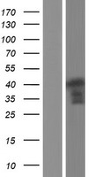 ls009454 homer3 human over expression lysates nm 001145721 wb testing 3