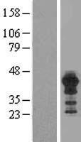 ls009454 homer3 human over expression lysates nm 004838 wb testing 2