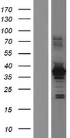 ls009455 homer2 human over expression lysates nm 199332 wb testing 4