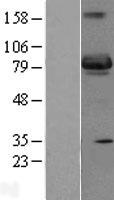 ls009467 sh3bp5 human over expression lysates nm 004844 wb testing 1