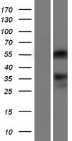ONECUT2 Human Over-expression Lysates NM_004852