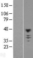 CHST10 Human Over-expression Lysates NM_004854