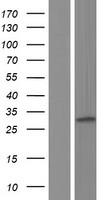 PIGL Human Over-expression Lysates NM_004278
