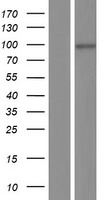 ls009500 maged1 human over expression lysates nm 001005333 wb testing 1