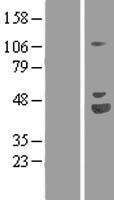 ls009500 maged1 human over expression lysates nm 006986 wb testing 2