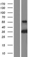 ls009501 rph3al human over expression lysates nm 001190413 wb testing 1