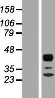 ls009501 rph3al human over expression lysates nm 006987 wb testing 2